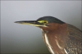 Florida;Southeast-USA;Green-Heron;Heron;Butorides-virescens;portrait;one-animal;